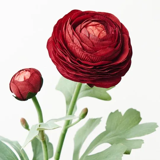Ranunculus Spray Burgundy 50CML