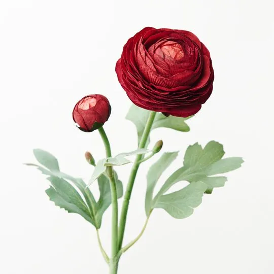 Ranunculus Spray Burgundy 50CML